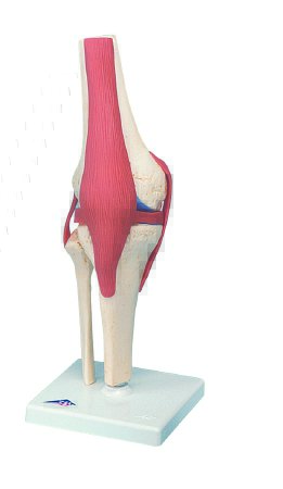 Picture of Deluxe Functional Knee Joint Model 3B® 2 lbs.12-4515