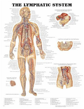 Picture of Anatomical Chart Lymphatic System 20 X 26 Inch Plastic Wall Mount Laminated1587790254
