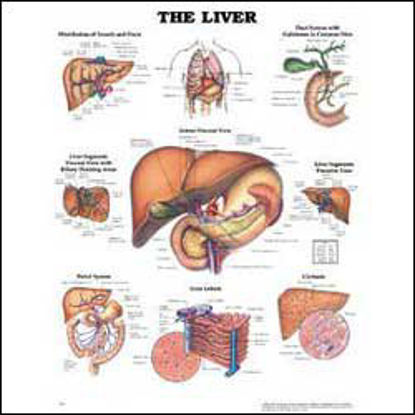 Picture of Anatomical Chart Liver 20 X 26 Inch Heavy Paper Grommets Laminated9781587791758