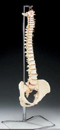 Picture of Vertebral Column ModelCH59X