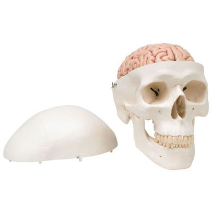 Picture of Human Skull with 5 part Brain Model 3B Scientific® 2.43 lbs. PlasticZ12892