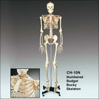 Picture of Skeleton Stand Bucky™CH10STANDN