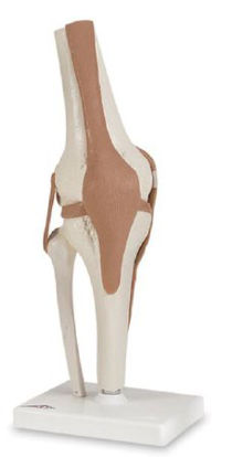 Picture of Functional Knee Joint Model American 3B Scientific™SB41404