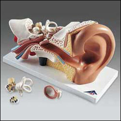 Picture of Ear ModelE10