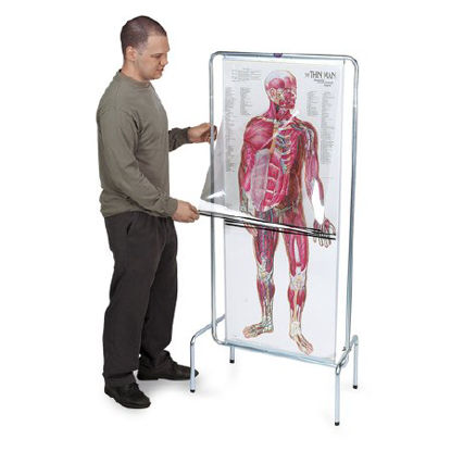 Picture of The Thin Man Sequential Human Anatomy Program MaleSB23900