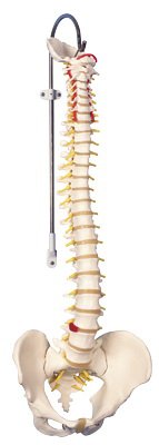 Picture of Didactic Flexible Spine Model 3B® 6 lbs.12-4536