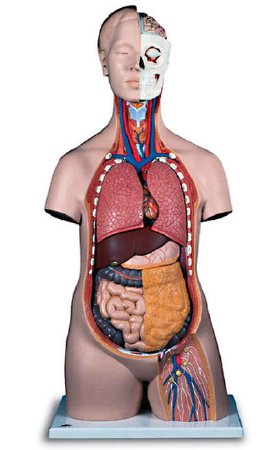 Picture of Unisex Torso 12 Part Classic 3B ScientificLY01009