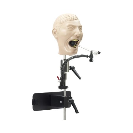 Picture of X-Ray Dental Mannequin Dentoform®SB23463