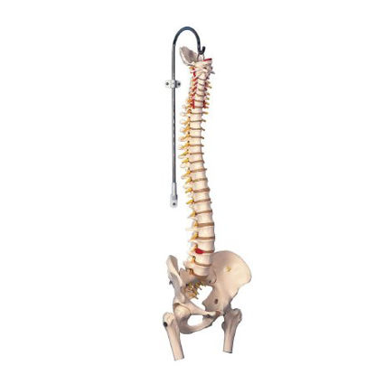 Picture of Flexible Spine Model 3B Scientific® 3.9 lbs.12-4591
