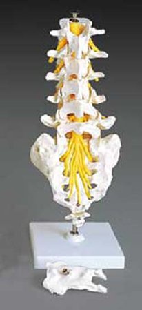 Picture of Flexible Lumbar Vertebral Column ModelA74