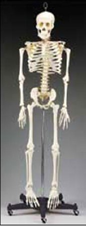 Picture of Human Skeleton Budget Bart™CH95