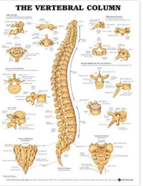 Picture of Anatomical Chart Vertebral Column9781587792113