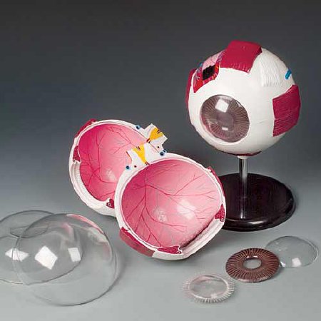 Picture of Whopper Eye ModelCH2