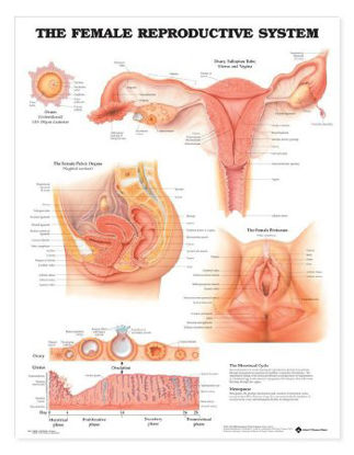 Picture of Anatomical Chart Female Reproductive System 20 X 26 Inch Heavy Paper Grommets Laminated9781587790218