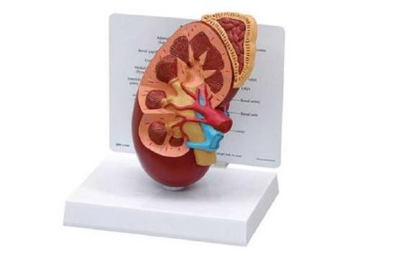 Picture of Kidney Anatomy Model Over Size Plastic BaseG325