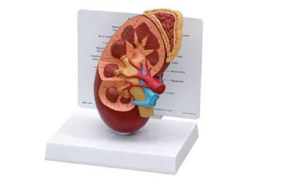 Picture of Kidney Anatomy Model Over Size Plastic BaseG325