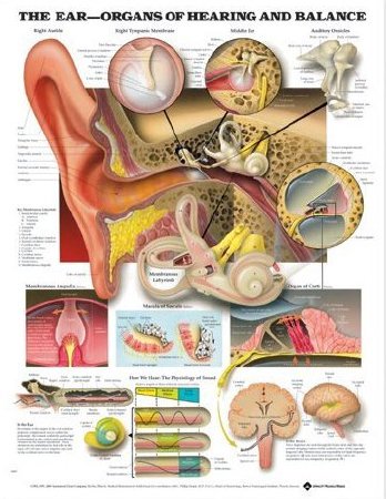 Picture of Anatomical Chart The Ear- Organs of Hearing and Balance 20 X 26 Inch Heavy Paper Unmounted Laminated9781587791215