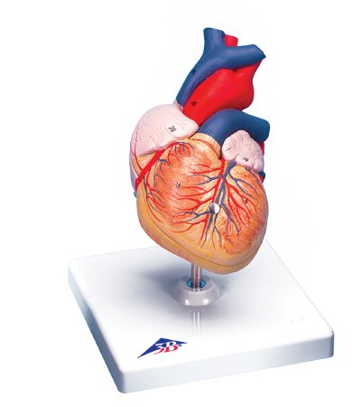Picture of Human Heart Model 2 lbs.12-4567