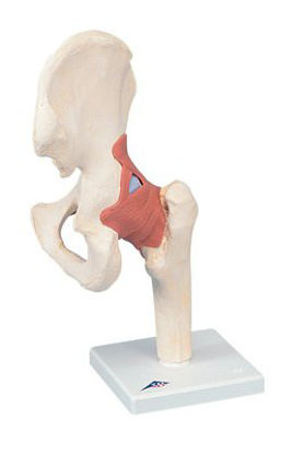 Picture of Deluxe Functional Hip Joint Model 3B® 3 lbs.12-4514