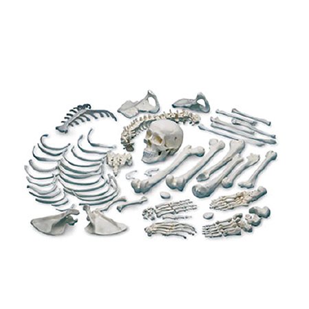 Picture of Disarticulated Human Skeleton NascoSB13487