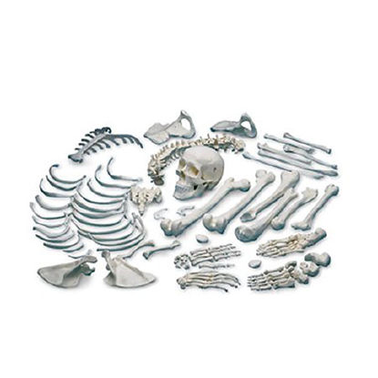 Picture of Disarticulated Human Skeleton NascoSB13487