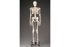 Picture of Budget Bucky Skeleton Model Adult PlasticARMCH10