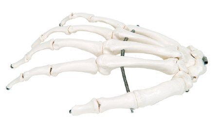 Picture of Loose Bone Right Hand Skeleton Model 3B® 1 lbs. Unbreakable Plastic12-4580R