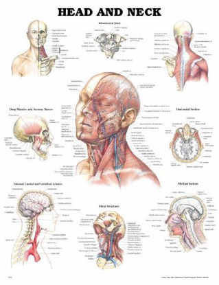Picture of Anatomical Chart Head and Neck 20 X 26 Inch Heavy Paper Grommets Laminated9781587791475