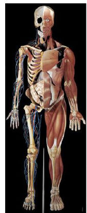 Picture of Dimensional Man NascoSB22232