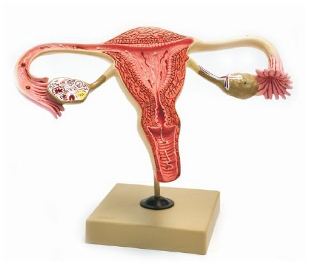 Picture of Human Ovary Model EISCO FemaleS15618