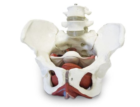 Picture of Female Pelvic Skeleton with Organs Walter Products®SB50955