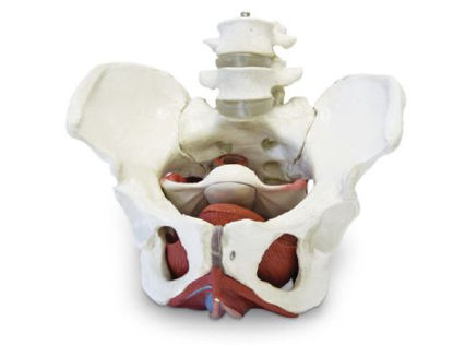 Picture of Female Pelvic Skeleton with Organs Walter Products®SB50955