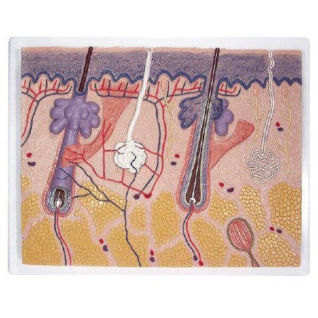 Picture of Skin Section Model 3B Scientific® 2.2 lbs.Z13875