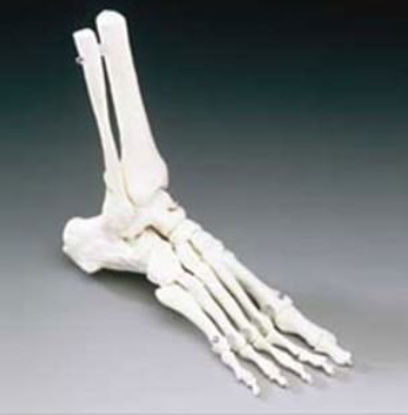 Picture of Elastic Foot Model Life Size PlasticOS31E