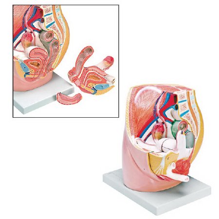 Picture of 3 Part Female Pelvis Model Walter Products® Female Life Size 6 lbs.LA00247