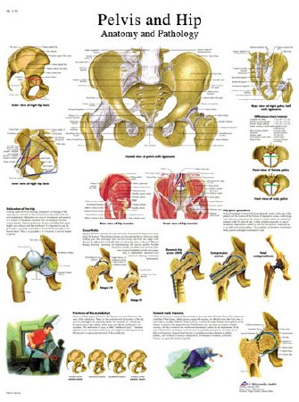 Picture of Anatomical Chart Pelvic and Hip 20 X 27 Inch Laminated12-4617L