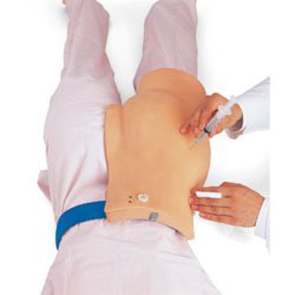 Picture of X-Ray Dental MannequinSB34774