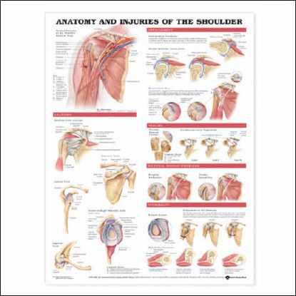 Picture of Anatomical Chart Anatomy and Injuries of the Shoulder 20 X 26 Inch Plastic Wall Mount Laminated9781587798085