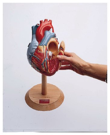 Picture of Human Heart Model Denoyer Geppert CompanyS171572