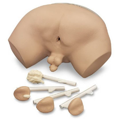 Picture of Prostate Examination Simulator Life/Form® Male 19 lbs.LF00901