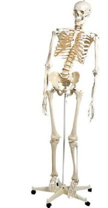 Picture of Flexible Skeleton Model 3B Scientific® Adult PlasticA15