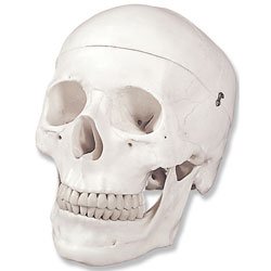 Picture of Human Skulls ModelLA00164