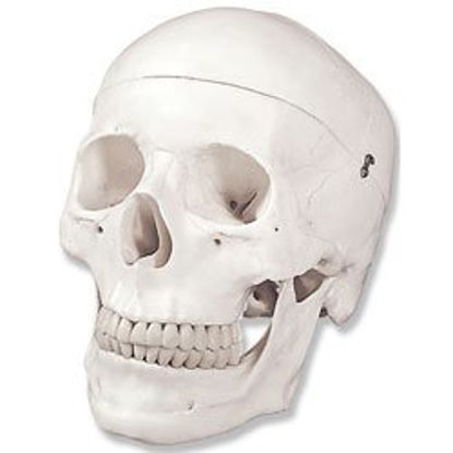 Picture of Human Skulls ModelLA00164