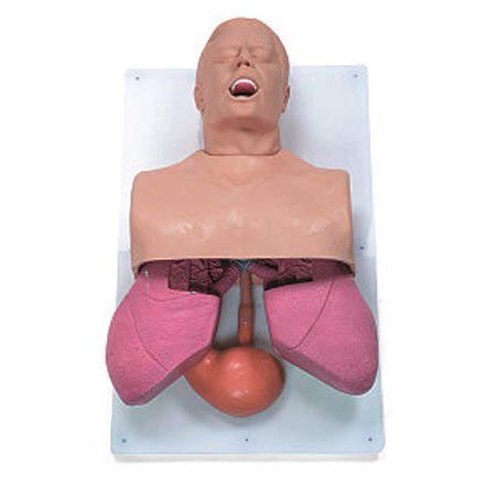Picture of Airway Management Trainer Gender Neutral Adult101-501