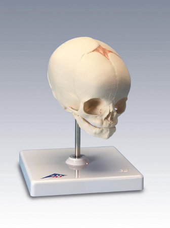 Picture of Fetal Skull Model 3B Scientific® 0.44 lbs.Z02806