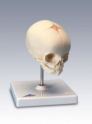 Picture of Fetal Skull Model 3B Scientific® 0.44 lbs.Z02806