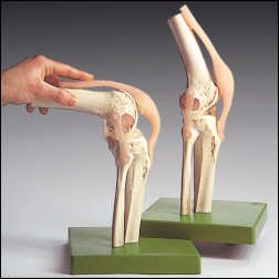 Picture of Functional Knee Joint ModelNS-50