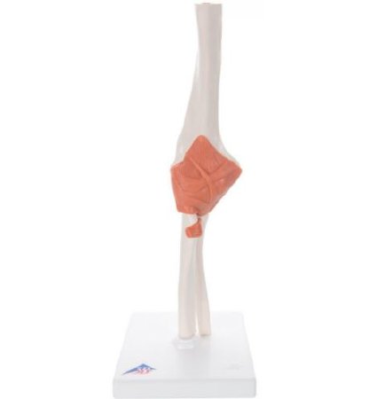 Picture of Functional Elbow Joint Model Life SizeA83