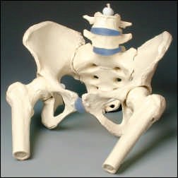 Picture of Pelvis Model Female AdultZ4058