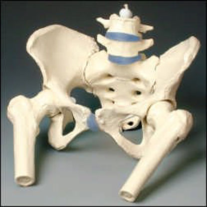 Picture of Pelvis Model Female AdultZ4058
